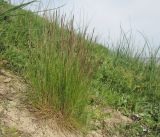 Festuca rubra