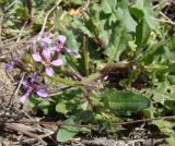 Chorispora tenella