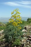 Ferula samarkandica