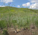 Linum austriacum. Цветущее растение. Краснодарский край, Темрюкский р-н, мыс Железный Рог, приморский обрывистый глинистый склон. 09.05.2015.