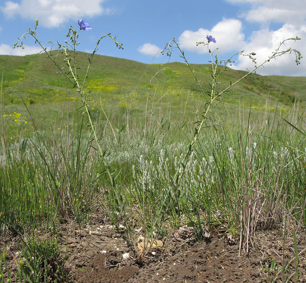 Изображение особи Linum austriacum.