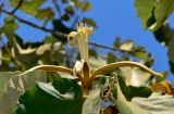 Pterospermum acerifolium. Отцветающий цветок. Израиль, Шарон, пос. Кфар Шмариягу, в культуре в озеленении. 08.06.2014.