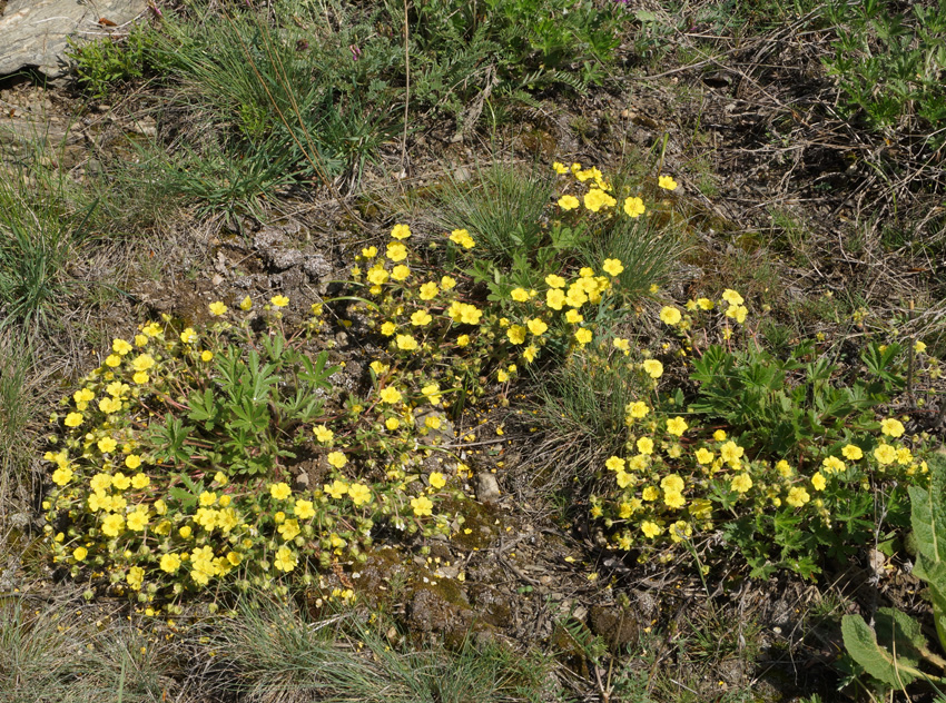 Изображение особи Potentilla humifusa.