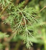 Artemisia abrotanum. Лист. Восточный Казахстан, Уланский р-н, окр. с. Украинка. 22.07.2005.