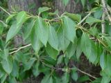 Populus suaveolens