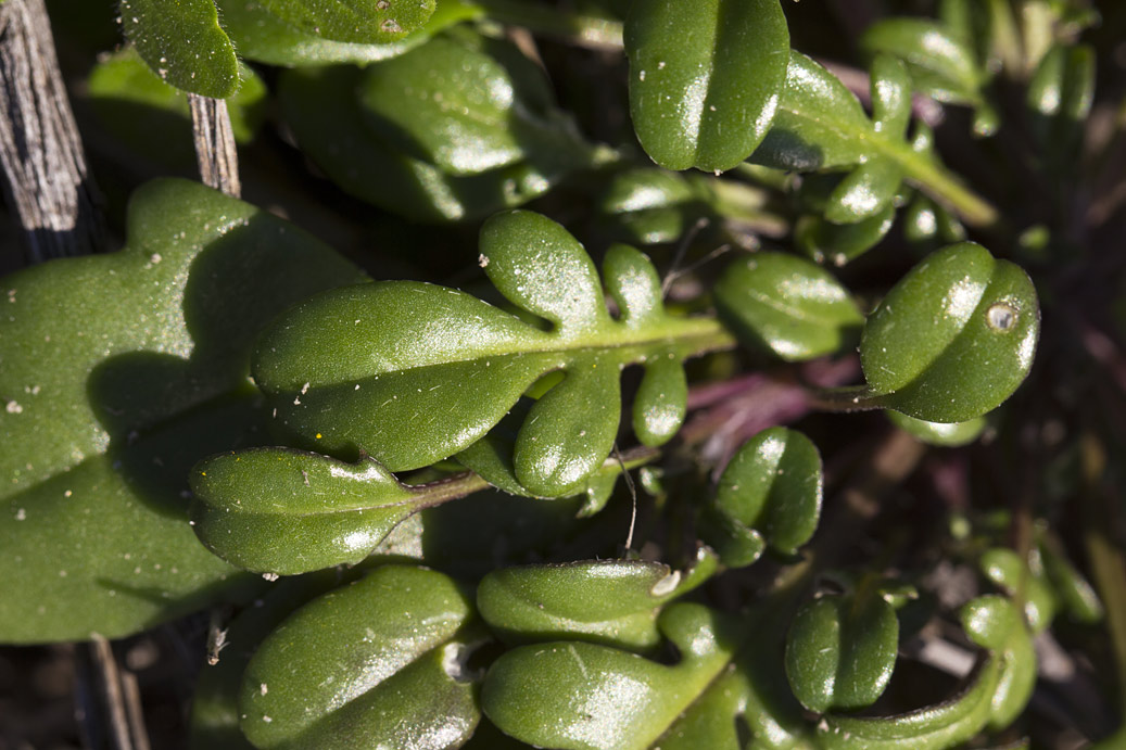 Изображение особи Malcolmia flexuosa.