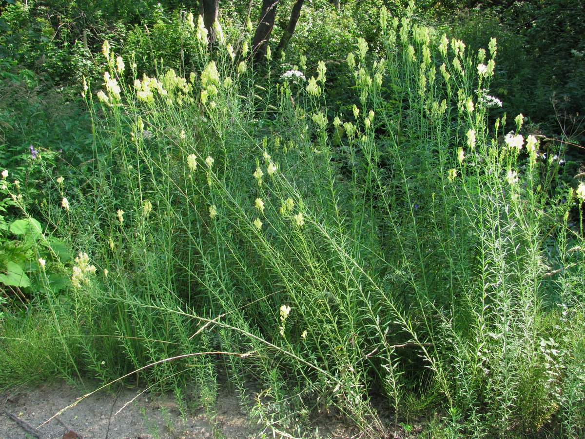 Image of Linaria vulgaris specimen.