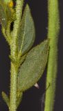 Cleome arabica