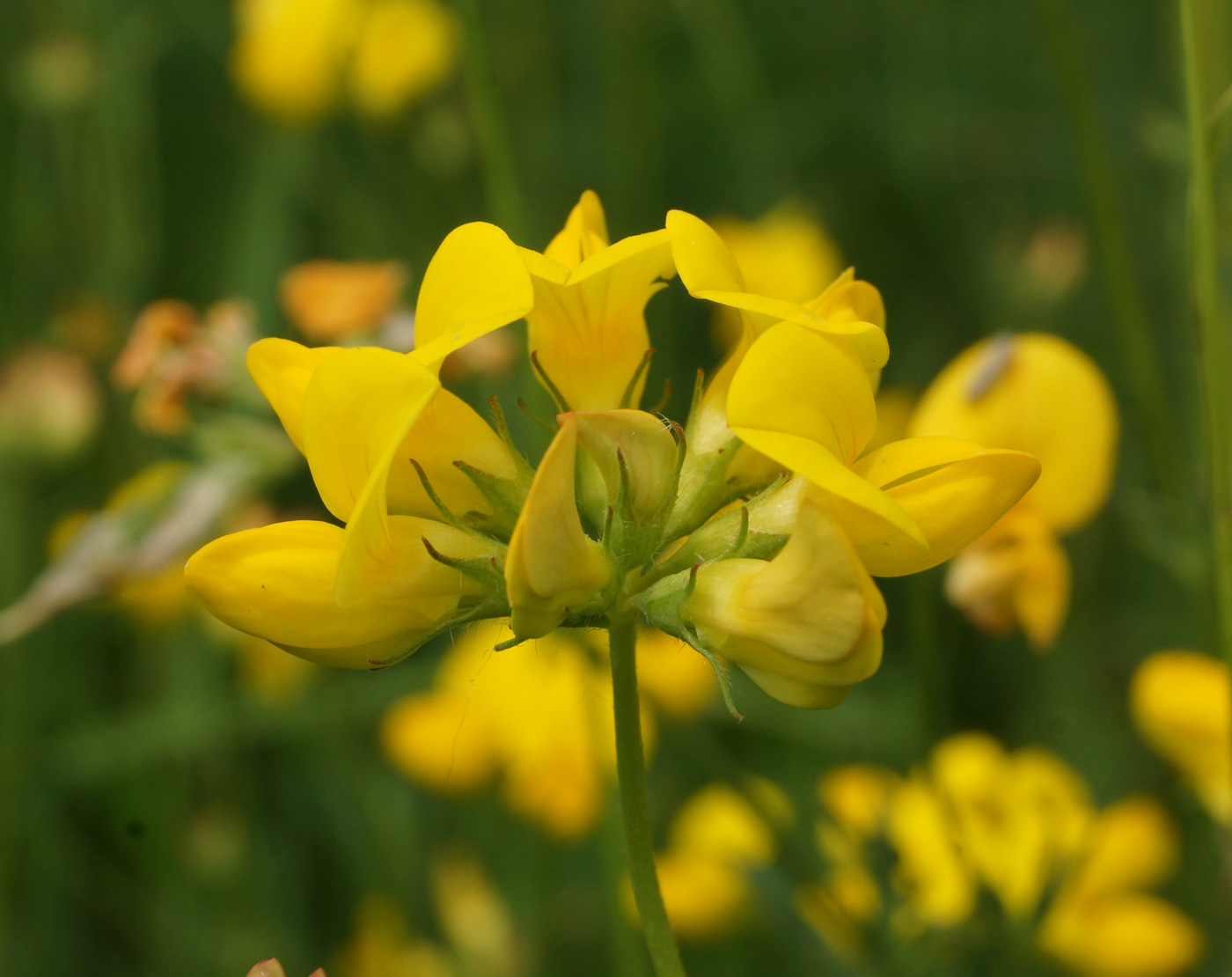 Изображение особи Lotus corniculatus.