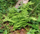 Dryopteris carthusiana