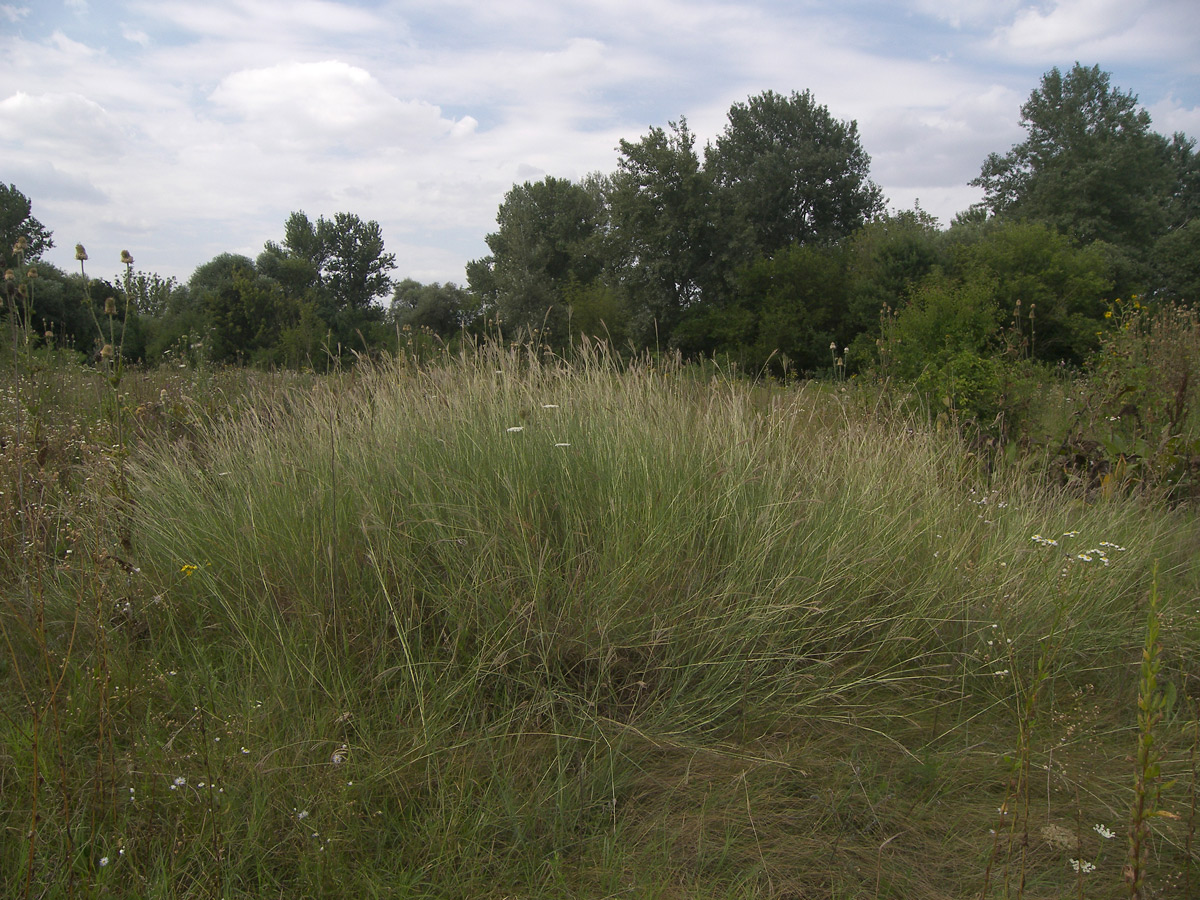 Изображение особи Bothriochloa caucasica.