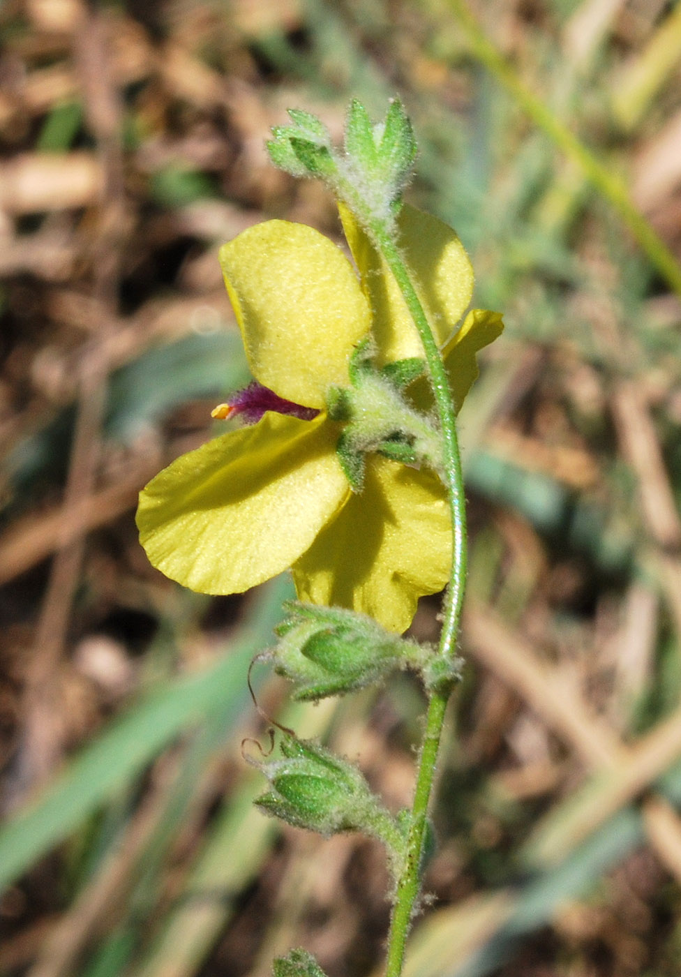 Изображение особи Verbascum sinuatum.