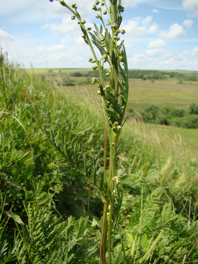 Изображение особи Artemisia latifolia.