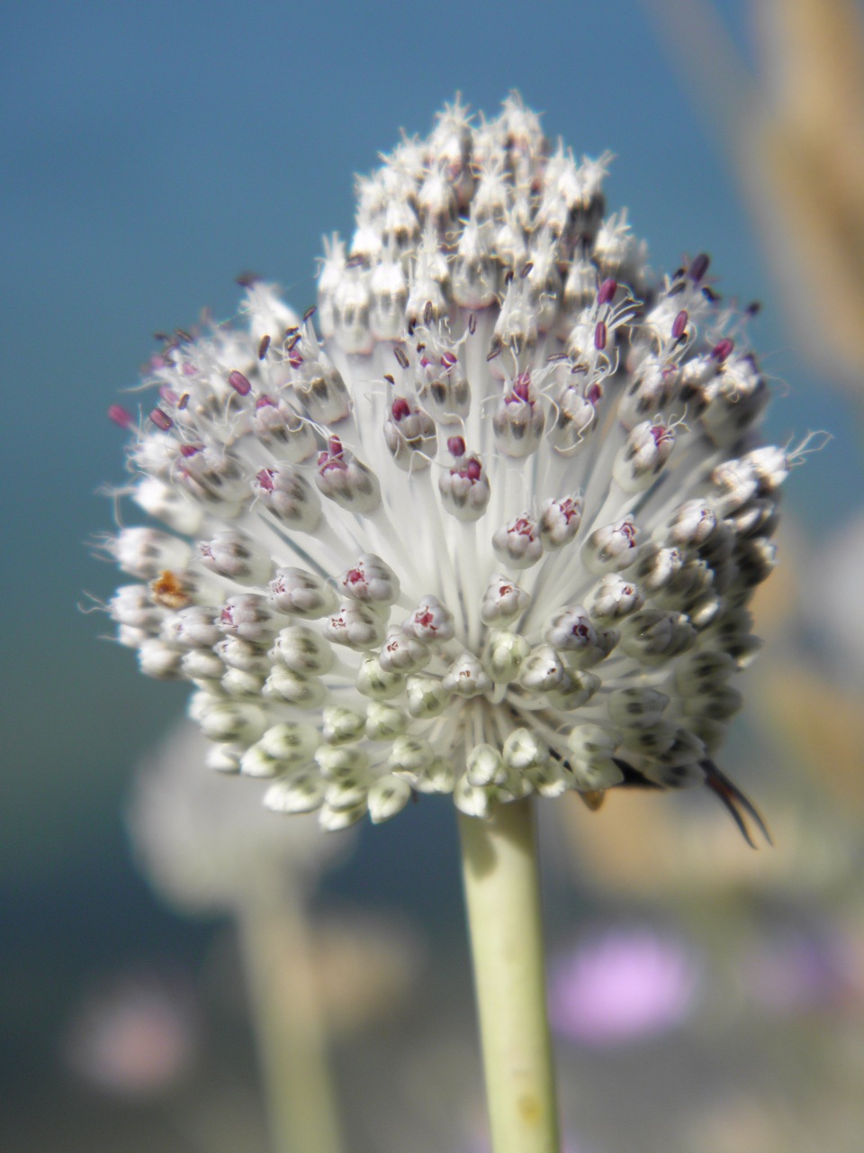 Изображение особи Allium guttatum.