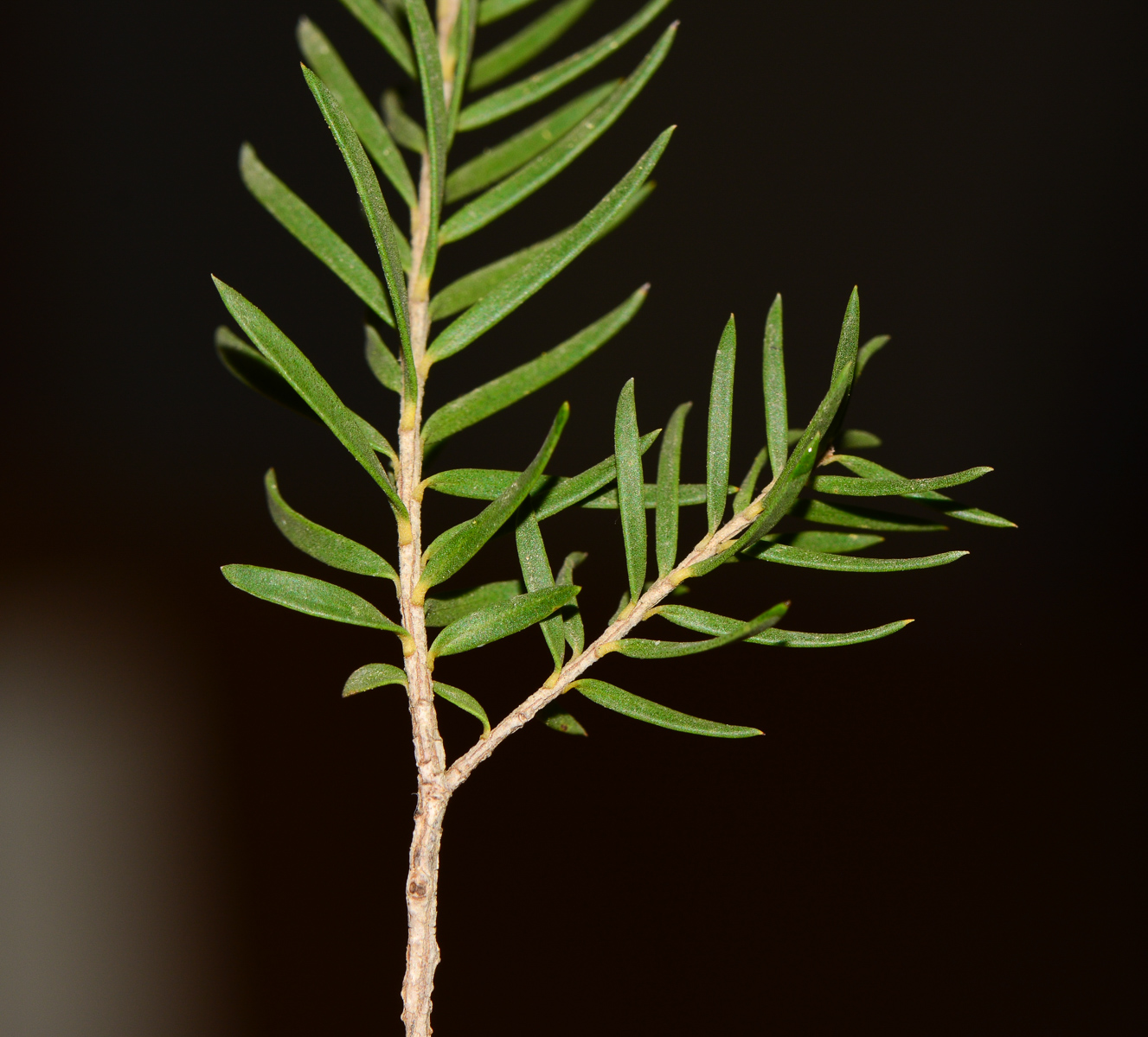 Image of Melaleuca halmaturorum specimen.