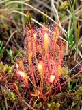 Drosera anglica. Плодоносящее растение. Магаданская обл., Ольский р-н, окр. оз. Глухое, осоково-сфагновое болото. 01.08.2017.