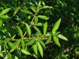 Populus suaveolens