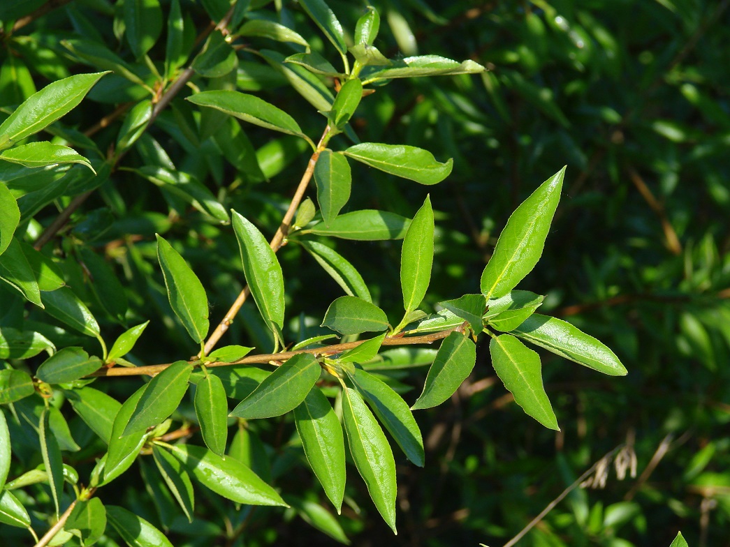 Изображение особи Populus suaveolens.