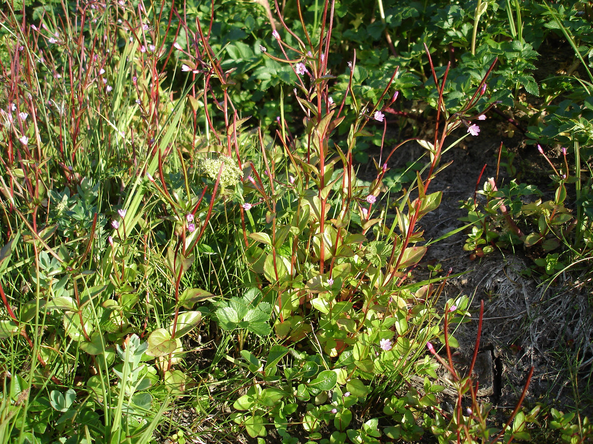 Изображение особи Epilobium hornemannii.