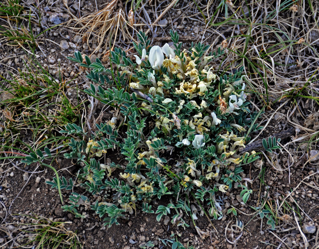 Изображение особи Astragalus brevifolius.