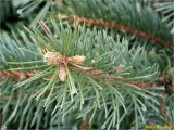 Picea pungens форма glauca. Верхушка побега. Украина, Николаевская обл., г. Николаев, ул. Озерная, в озеленении. 21.01.2018.