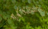 род Agrostis. Верхушка побега с соцветием. Средний Урал, Пермский край, Добрянский р-н, 3 км от ст. Ярино к востоку, опушка смешанного леса. 12 августа 2017 г.