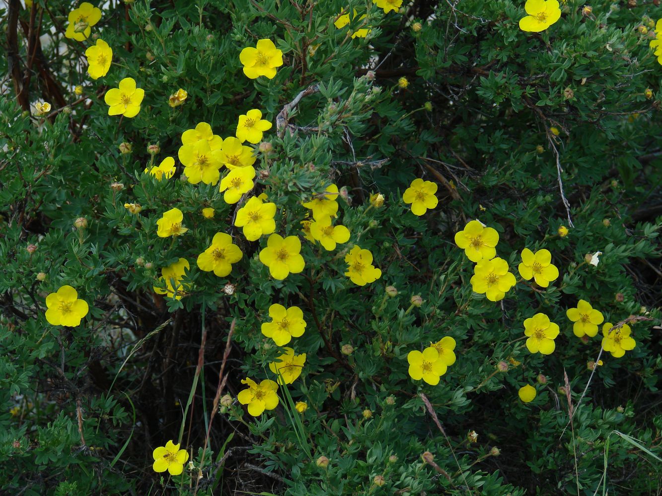 Image of Dasiphora fruticosa specimen.