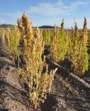 Chenopodium quinoa. Плодоносящее растение. Боливия, берег солончака Уюни, хутор Чувика, крестьянское поле. 18.03.2014.