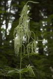 Aruncus dioicus