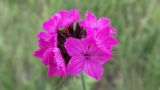 Dianthus capitatus