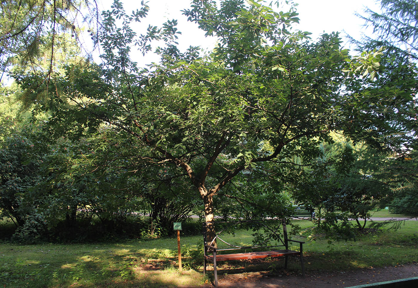 Изображение особи Quercus serrata.