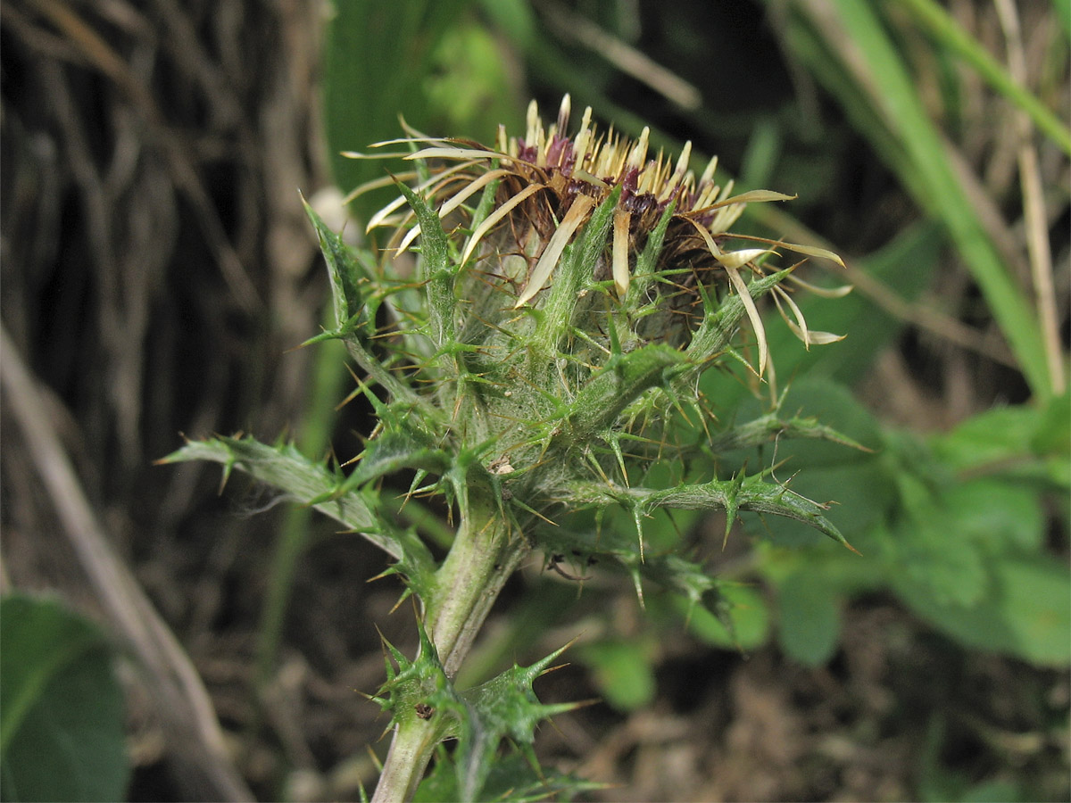 Изображение особи Carlina vulgaris.