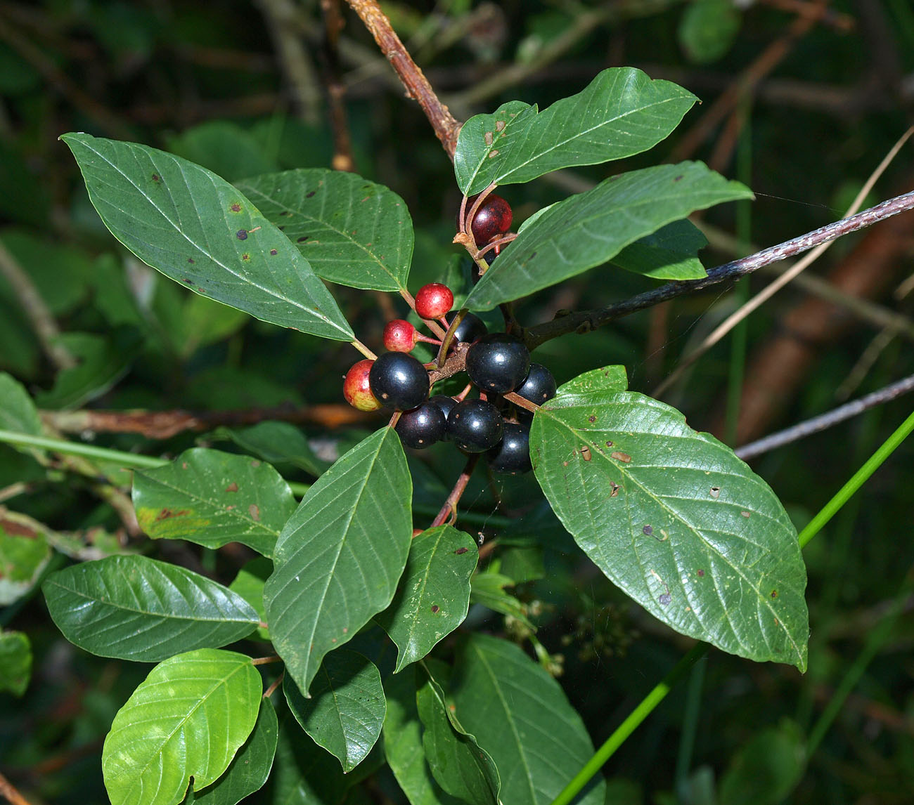 Изображение особи Frangula alnus.