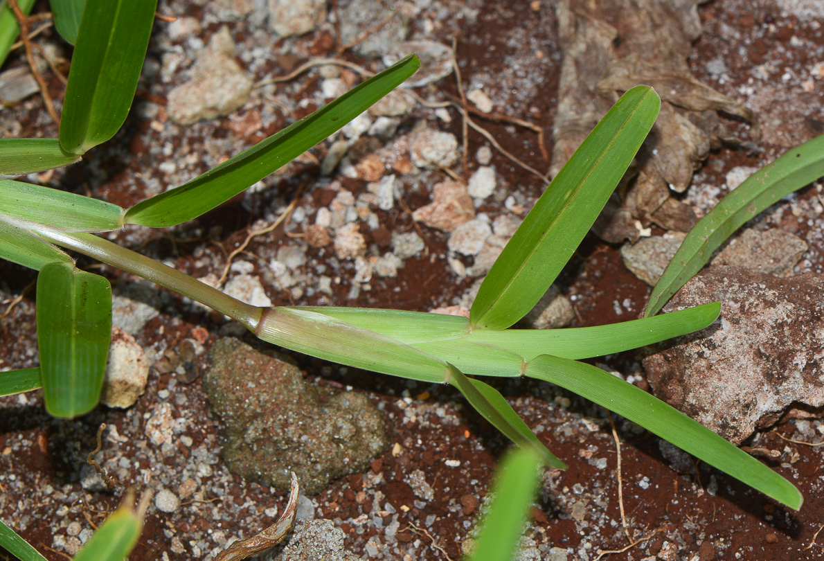 Изображение особи Stenotaphrum dimidiatum.