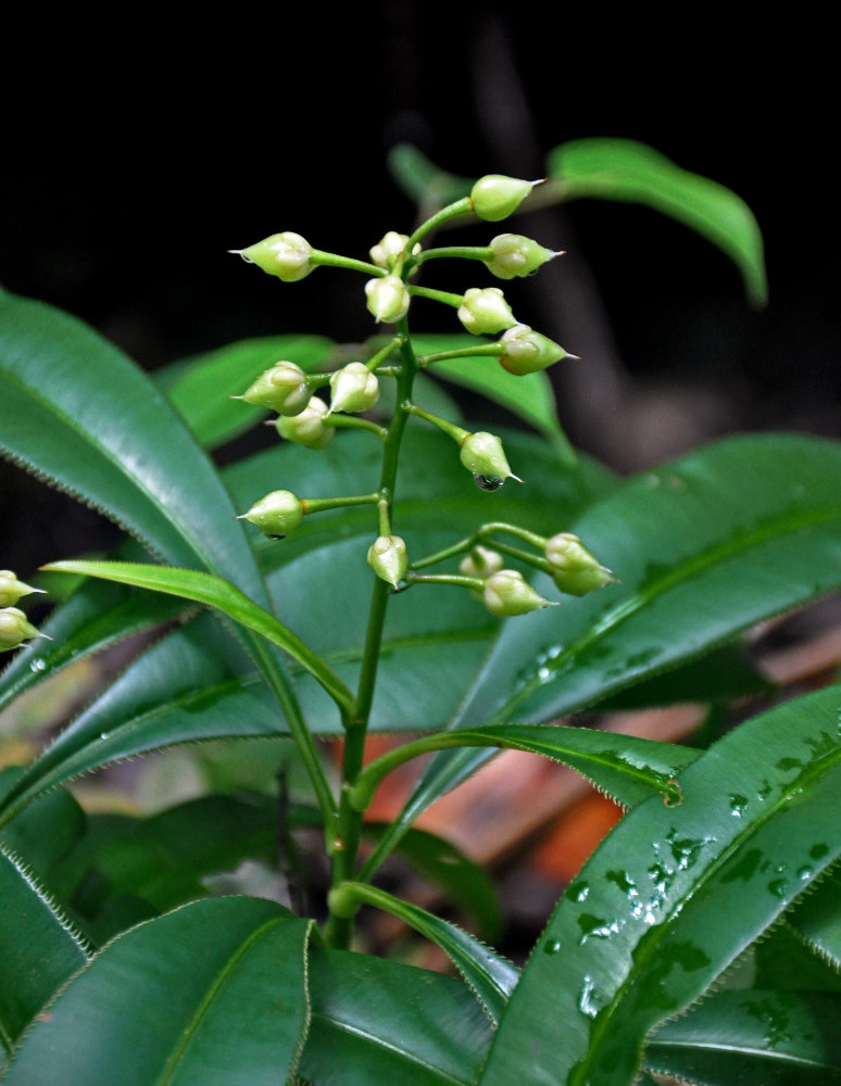 Изображение особи Euthemis leucocarpa.