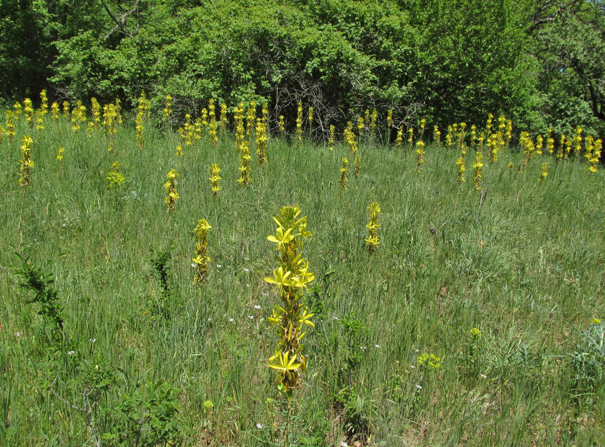 Изображение особи Asphodeline lutea.