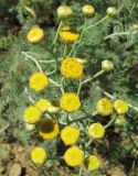 Tanacetum millefolium