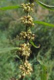 Rumex maritimus. Часть соплодия. ЮВ Крым, окр. пос. Курортное, русло реки Отузки. 26.06.2019.