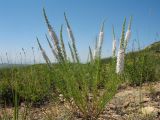 Veronica pinnata