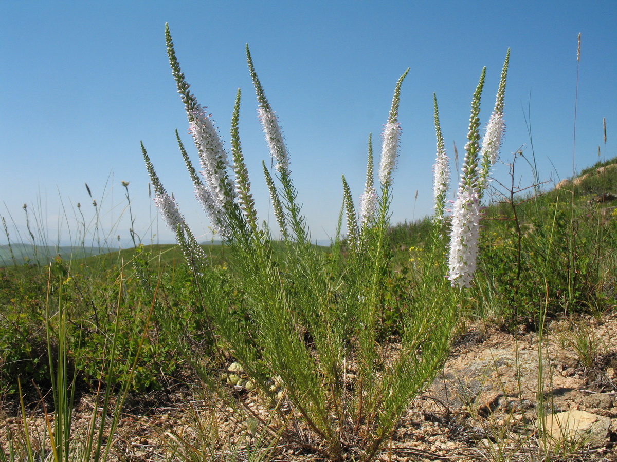 Изображение особи Veronica pinnata.