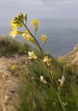 Sisymbrium orientale. Соцветие с цветками и завязавшимися плодами. Крым, Керченский п-ов, Приазовье, мыс Тархан, приморский остепнённый склон, на кромке обрыва. 01.05.2019.