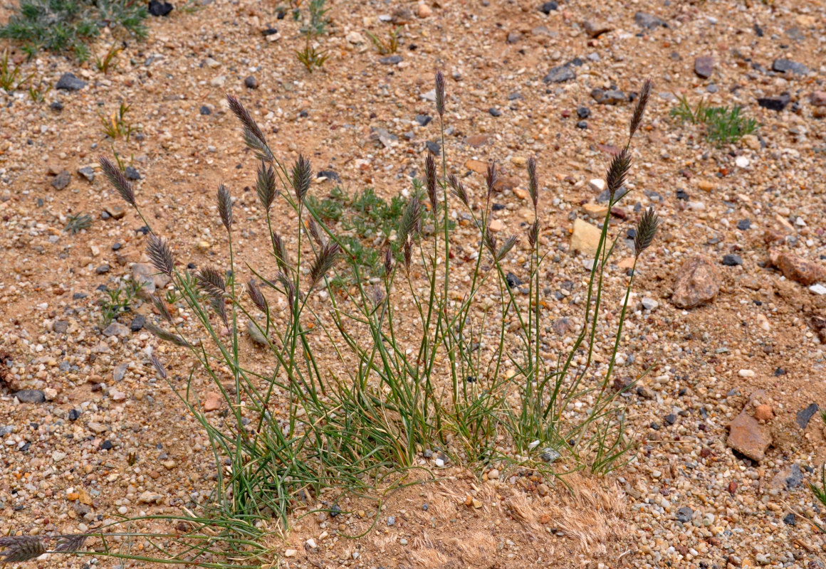 Изображение особи Agropyron kazachstanicum.