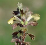 Ajuga подвид cypria