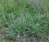 Plantago albicans