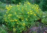 Hypericum kalmianum. Цветущее растение. Томск, Сибирский ботанический сад ТГУ, в культуре. 02.08.2018.