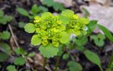 Chrysosplenium alternifolium