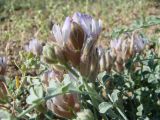 Astragalus ammotrophus. Верхушка побега с соцветием. Узбекистан, Бухарская обл., окр. Кызылкумской пустынной станции Института ботаники АН РУз; пустыня Кызылкум, останцовый хребет Кульджуктау, около 360 м н.у.м., каменистая пустыня. 15.04.2012.