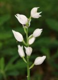 Cephalanthera longifolia. Соцветие с пауком, поедающим муху. Дагестан, Магарамкентский р-н, окр. с. Хтун-Казмаляр, Самурский лес. 7 мая 2022 г.