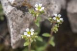 род Saxifraga. Верхушки побегов с цветками и бутонами. Адыгея, Кавказский заповедник, Фишт-Оштенский горный массив, окр. оз. Псенодах, в расщелине скалы, выс. ≈ 1950 м н.у.м. 29.08.2022.