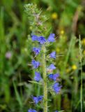 Echium vulgare. Соцветие. Алтайский край, Ребрихинский р-н, окр. с. Касмалинка, луг. 26.06.2021.